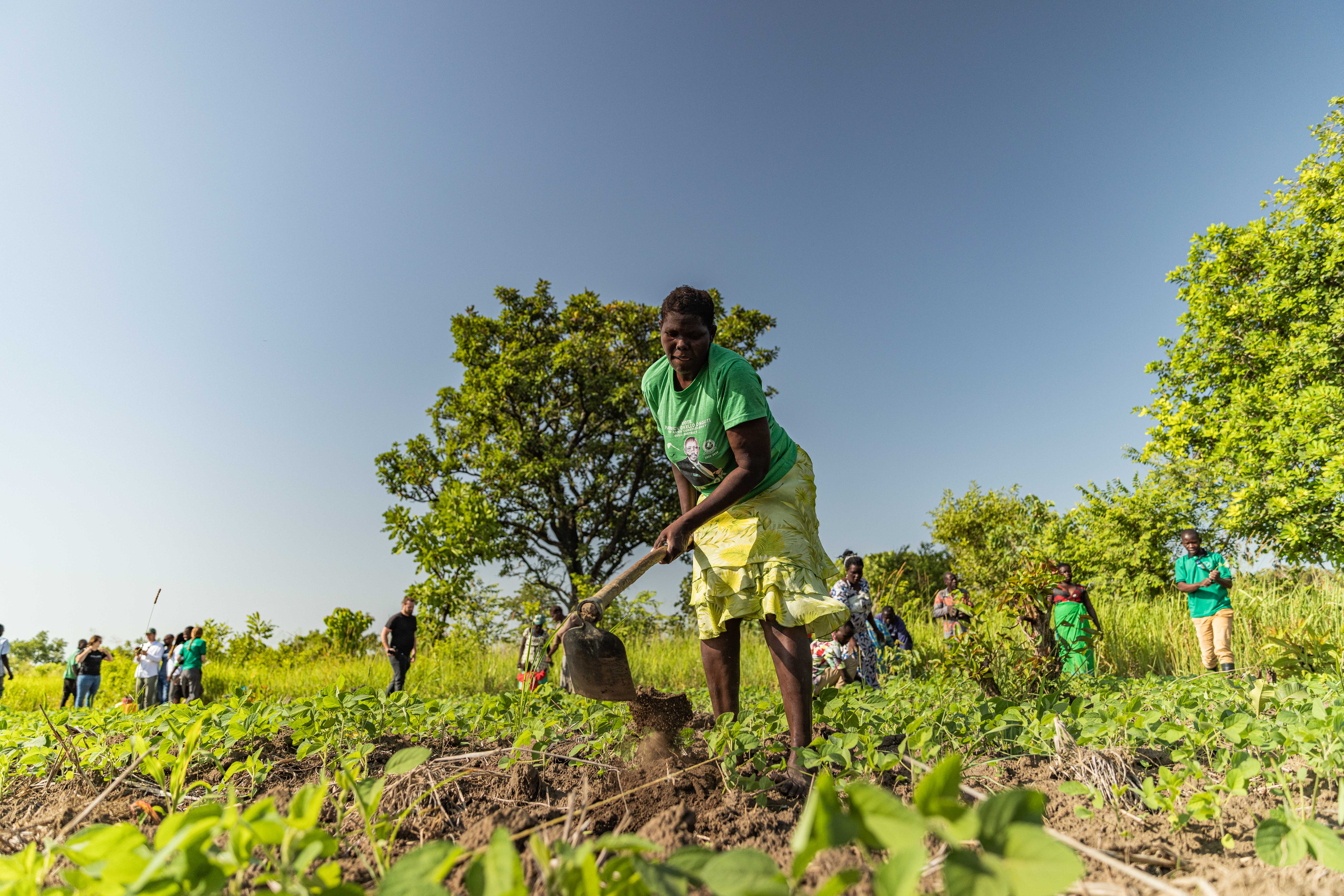 Logo of Kijani Forestry, Uganda 2022, TerraFund - Smallholder Farmer Agroforestry for Sustainable Income
