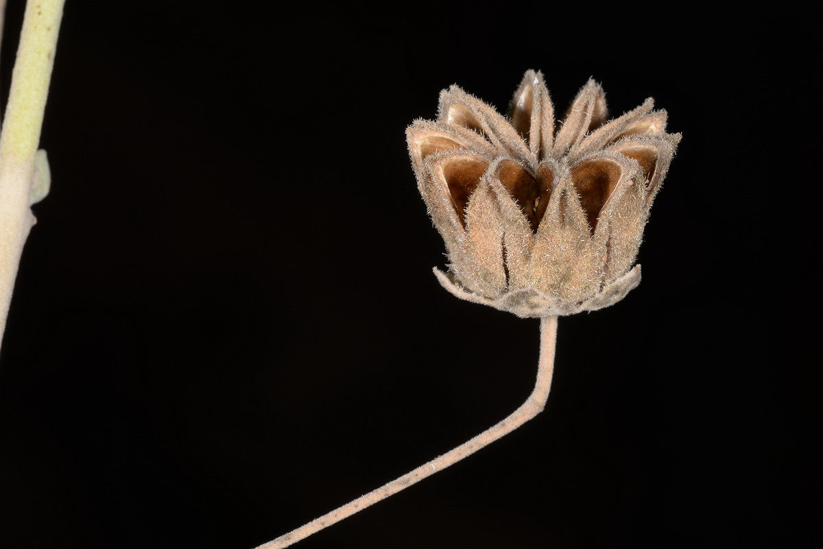 Abutilon fruticosum