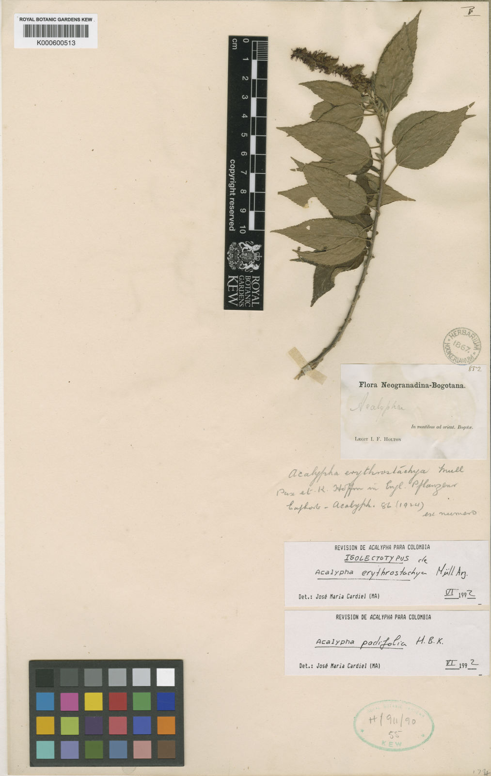 Acalypha padifolia