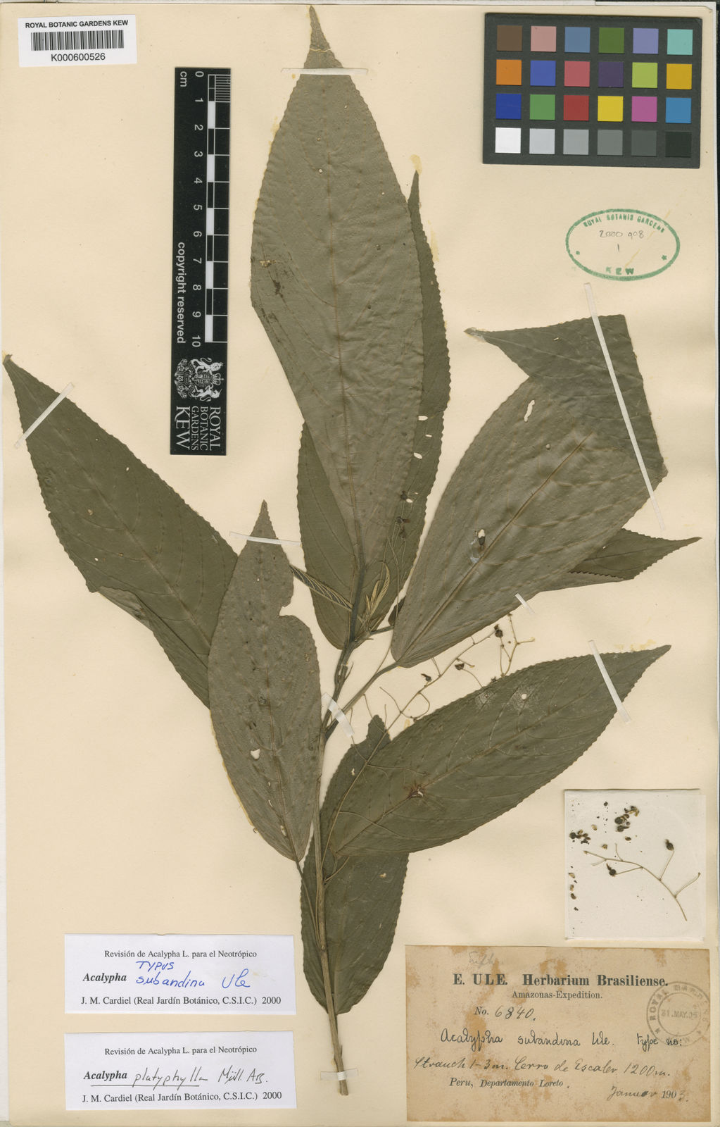 Acalypha platyphylla