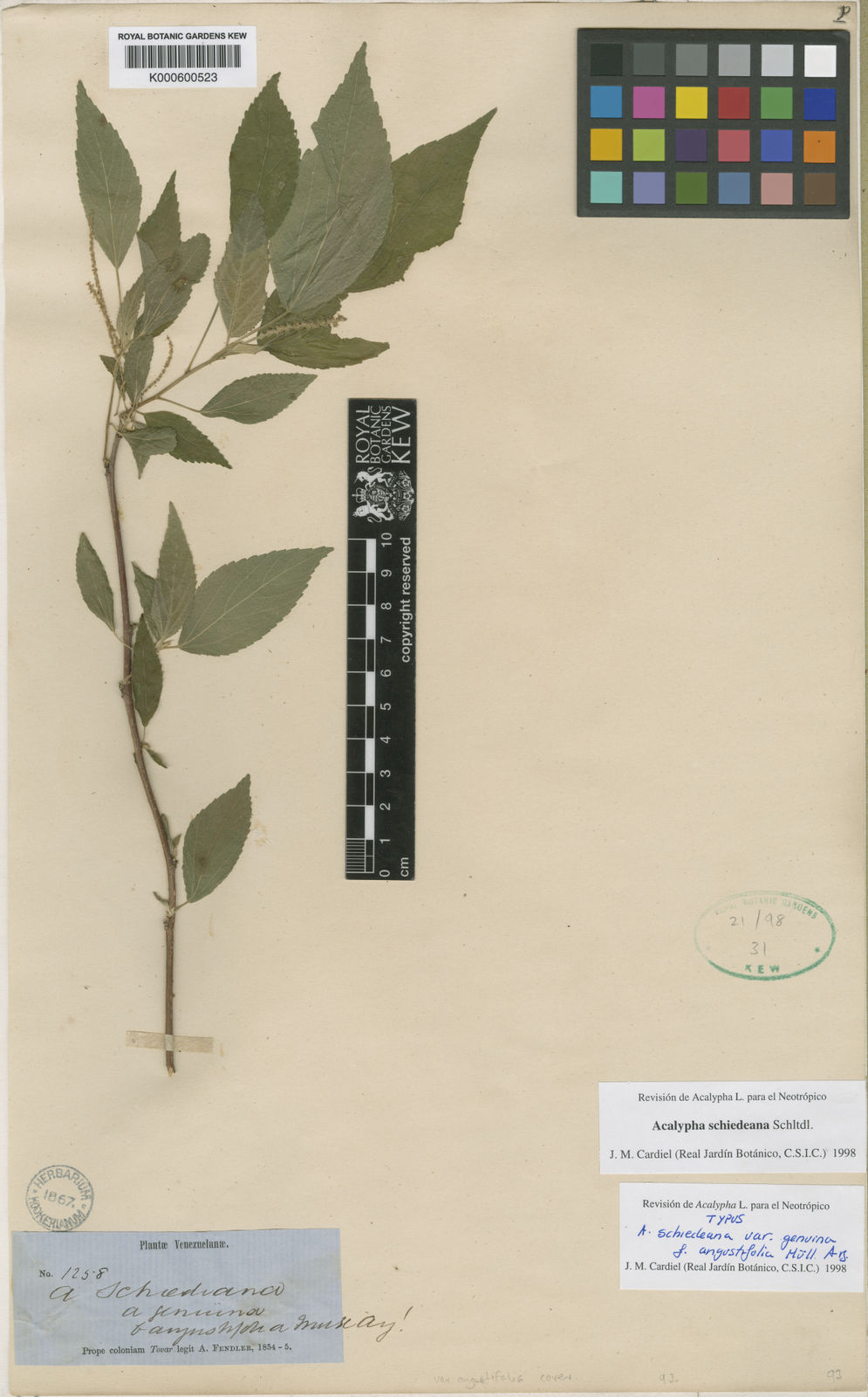 Acalypha schiedeana
