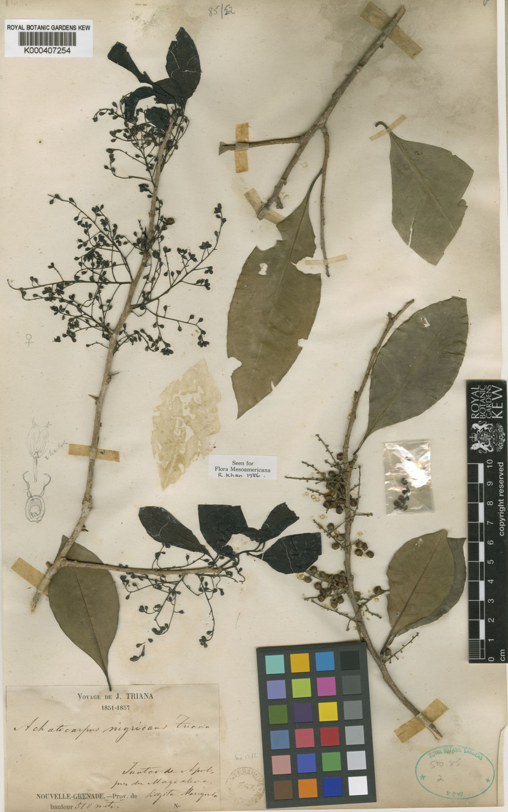 Achatocarpus nigricans