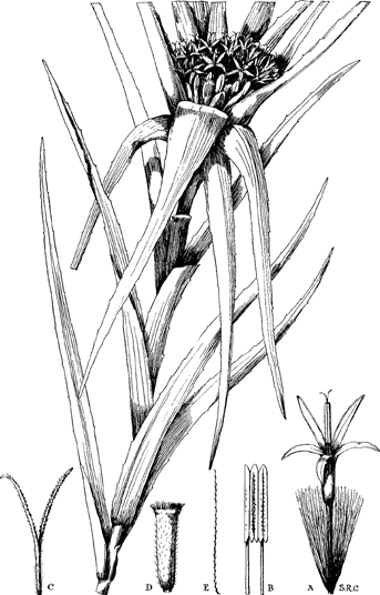 Aedesia glabra