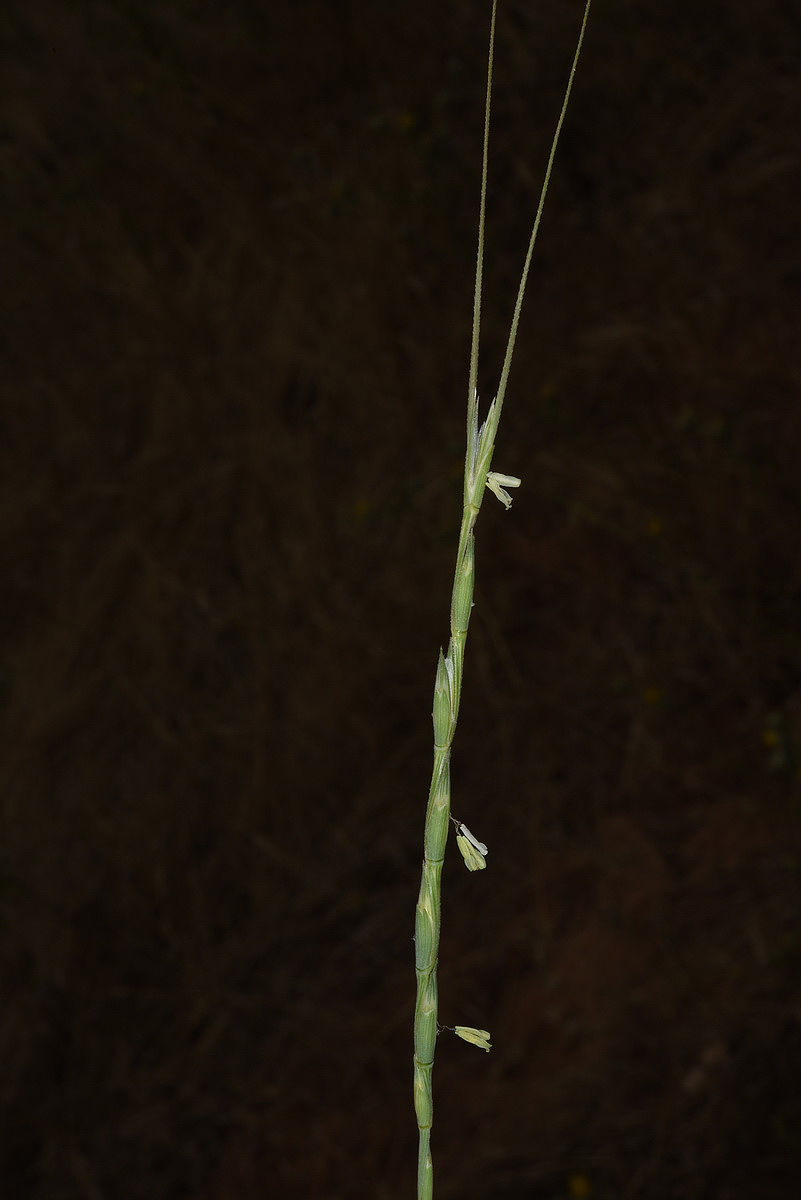 Aegilops longissima