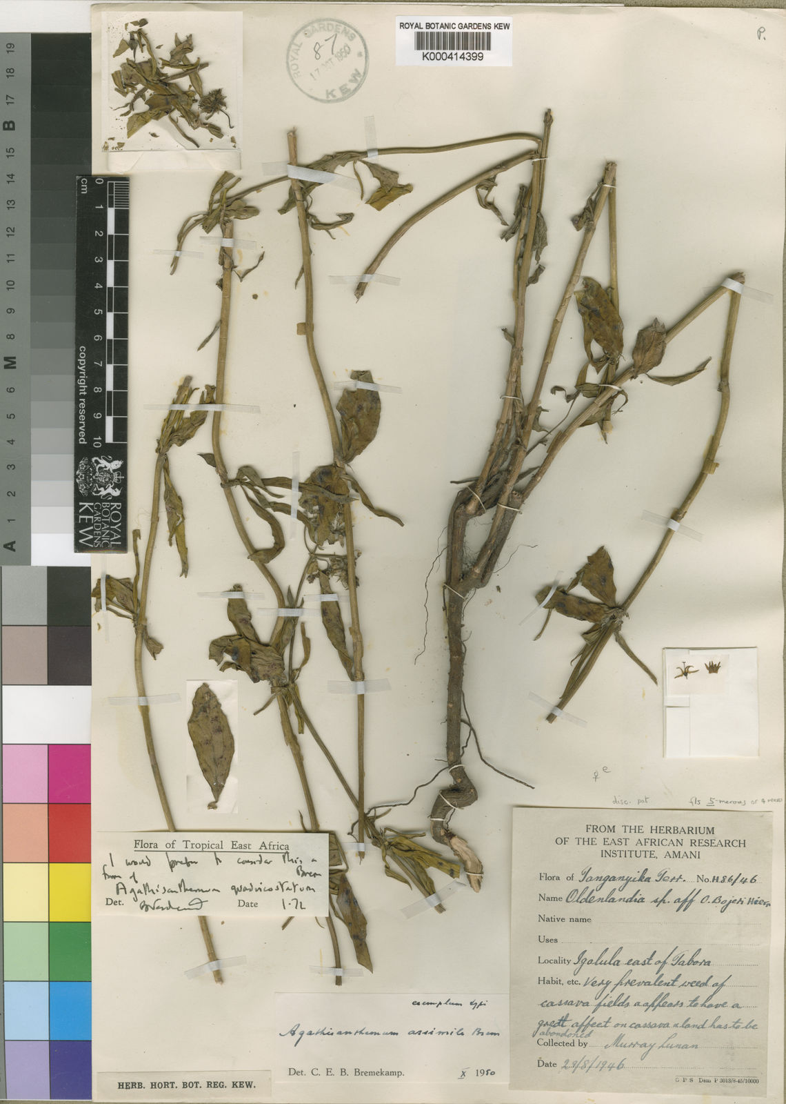 Agathisanthemum globosum