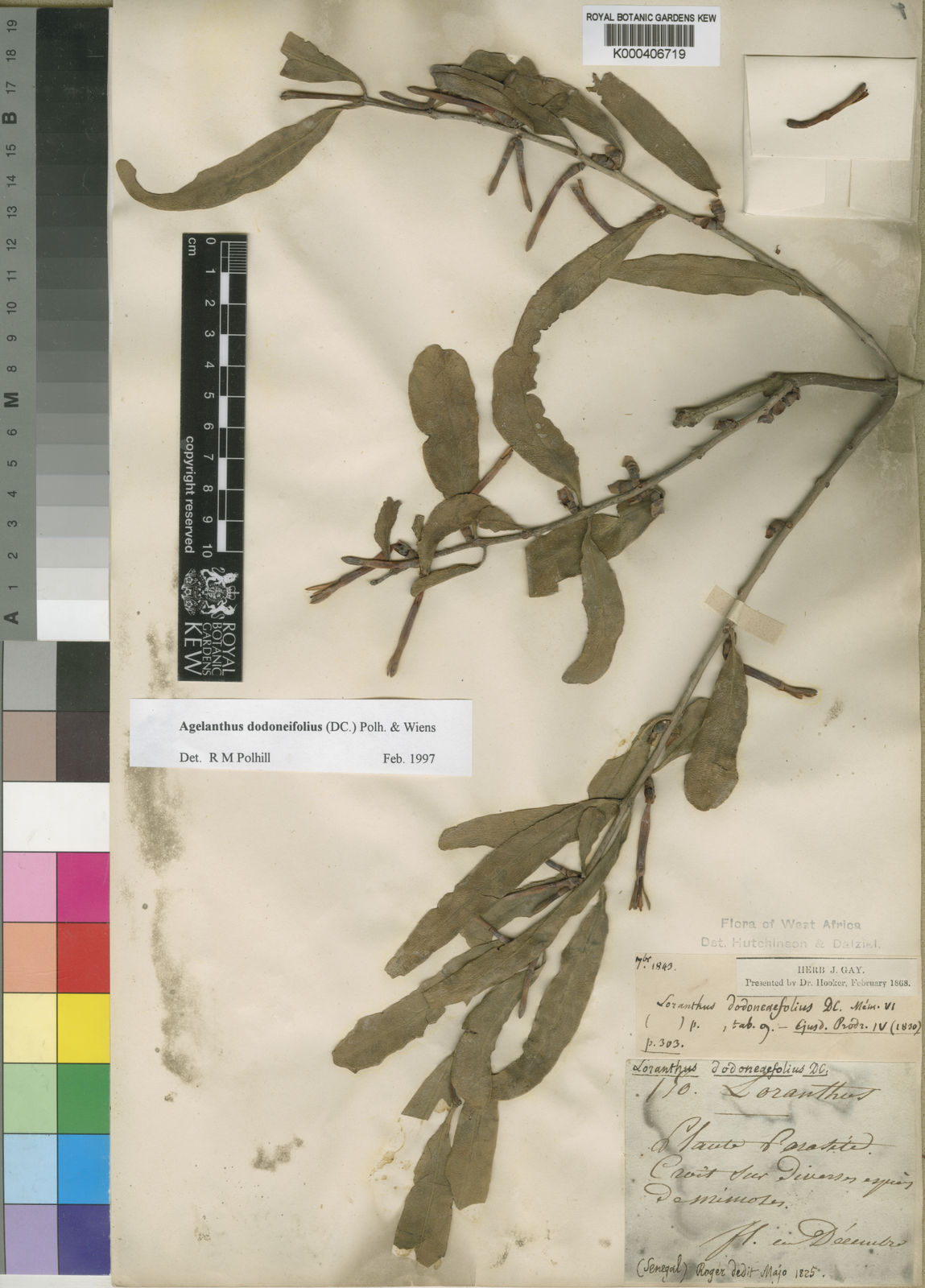 Agelanthus dodoneifolius