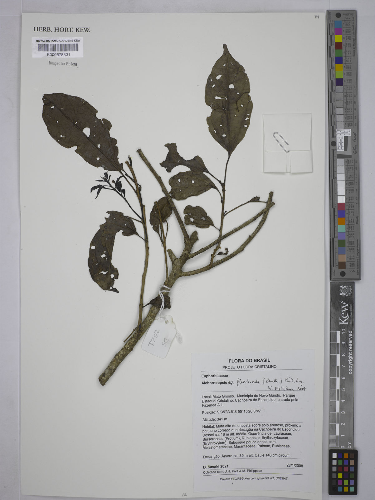 Alchorneopsis floribunda
