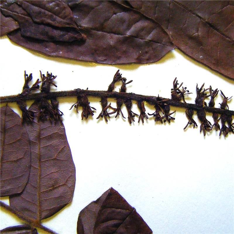 Alfaroa costaricensis