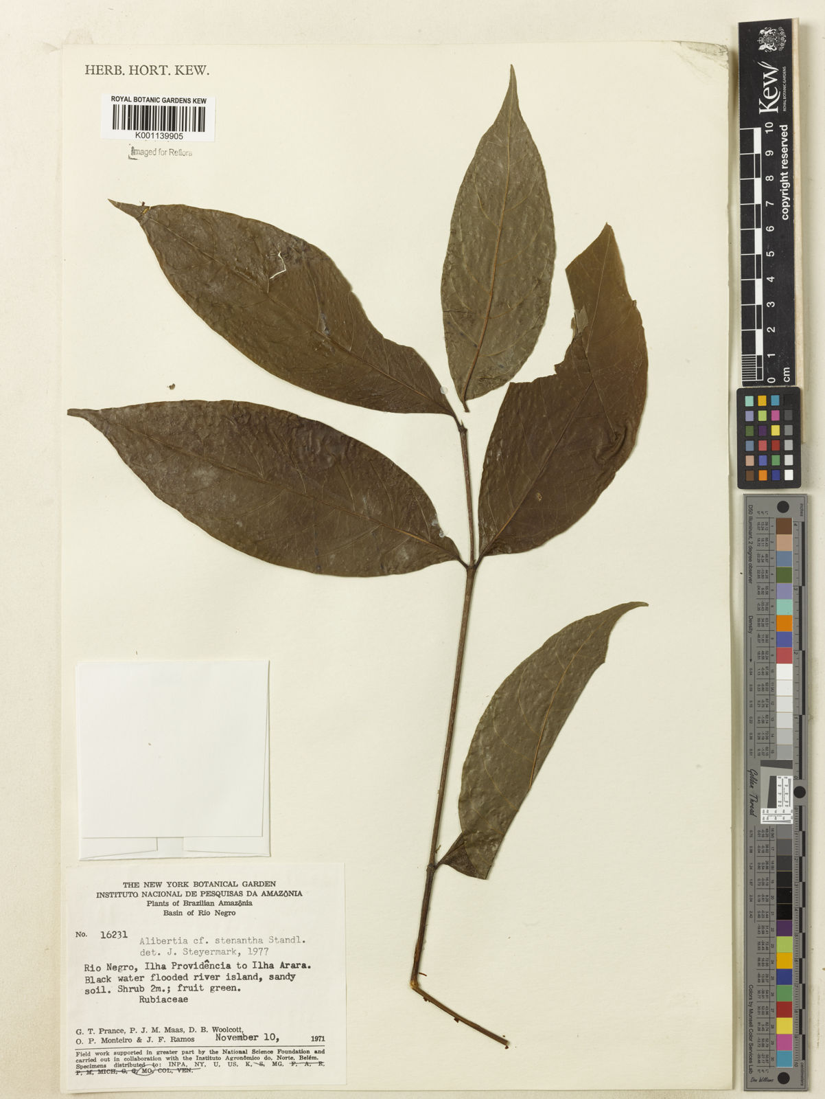 Alibertia bertierifolia