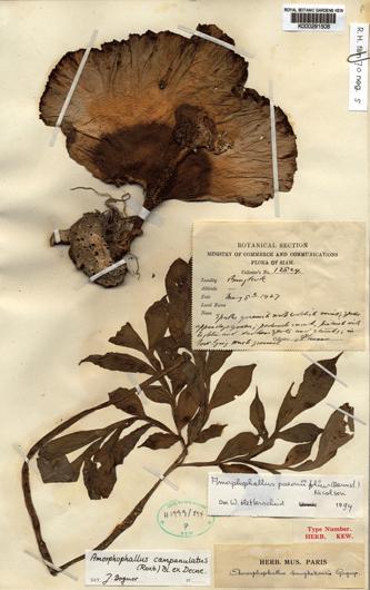 Amorphophallus paeoniifolius