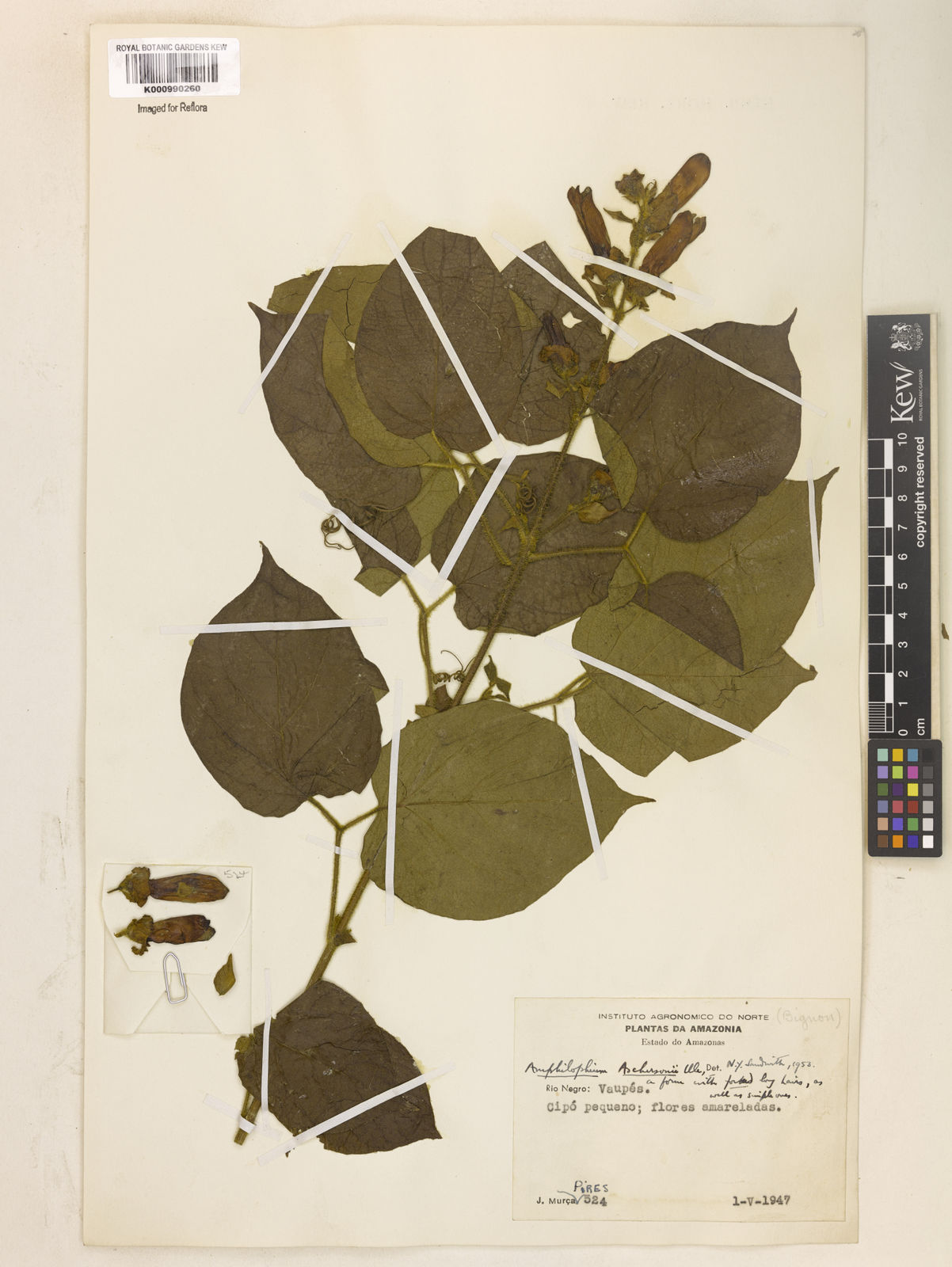 Amphilophium pannosum