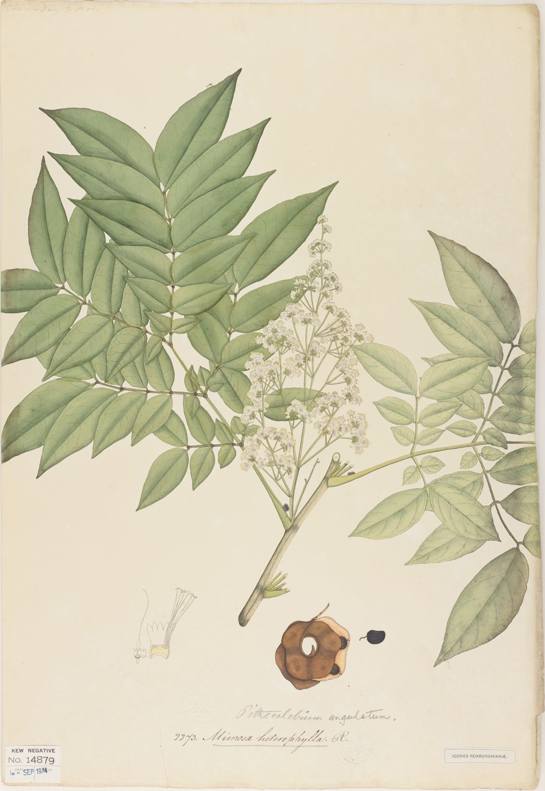 Archidendron clypearia