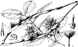 Baissea multiflora