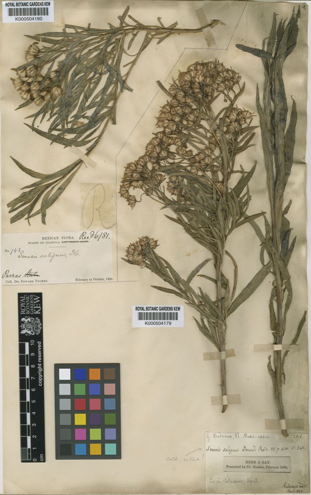 Barkleyanthus salicifolius