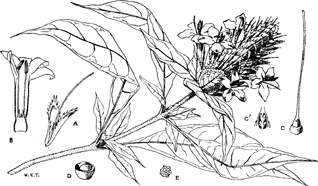 Barleria oenotheroides