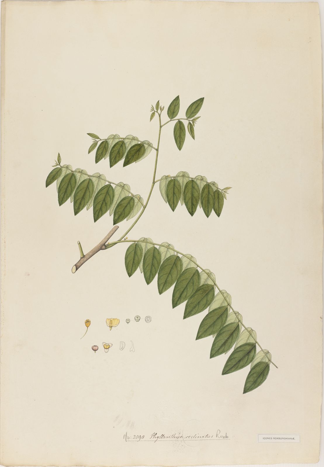 Breynia racemosa
