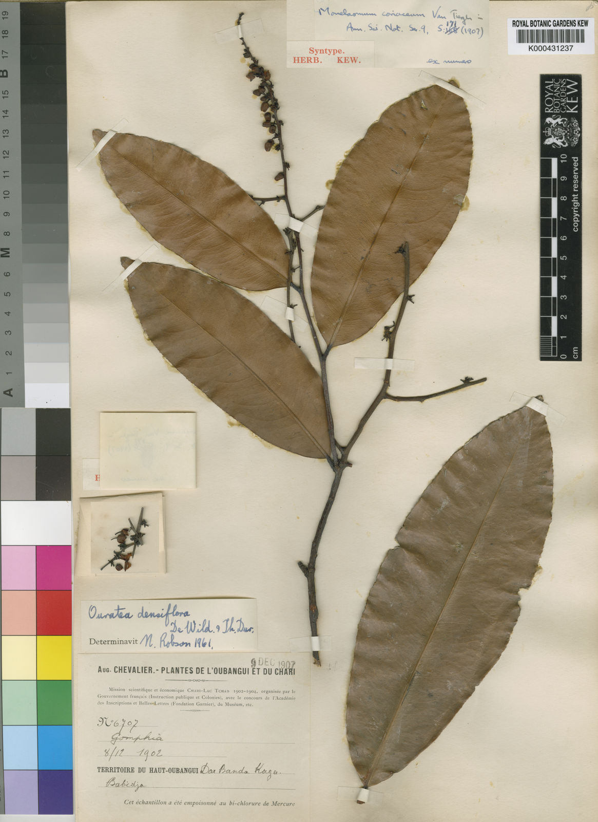 Campylospermum densiflorum