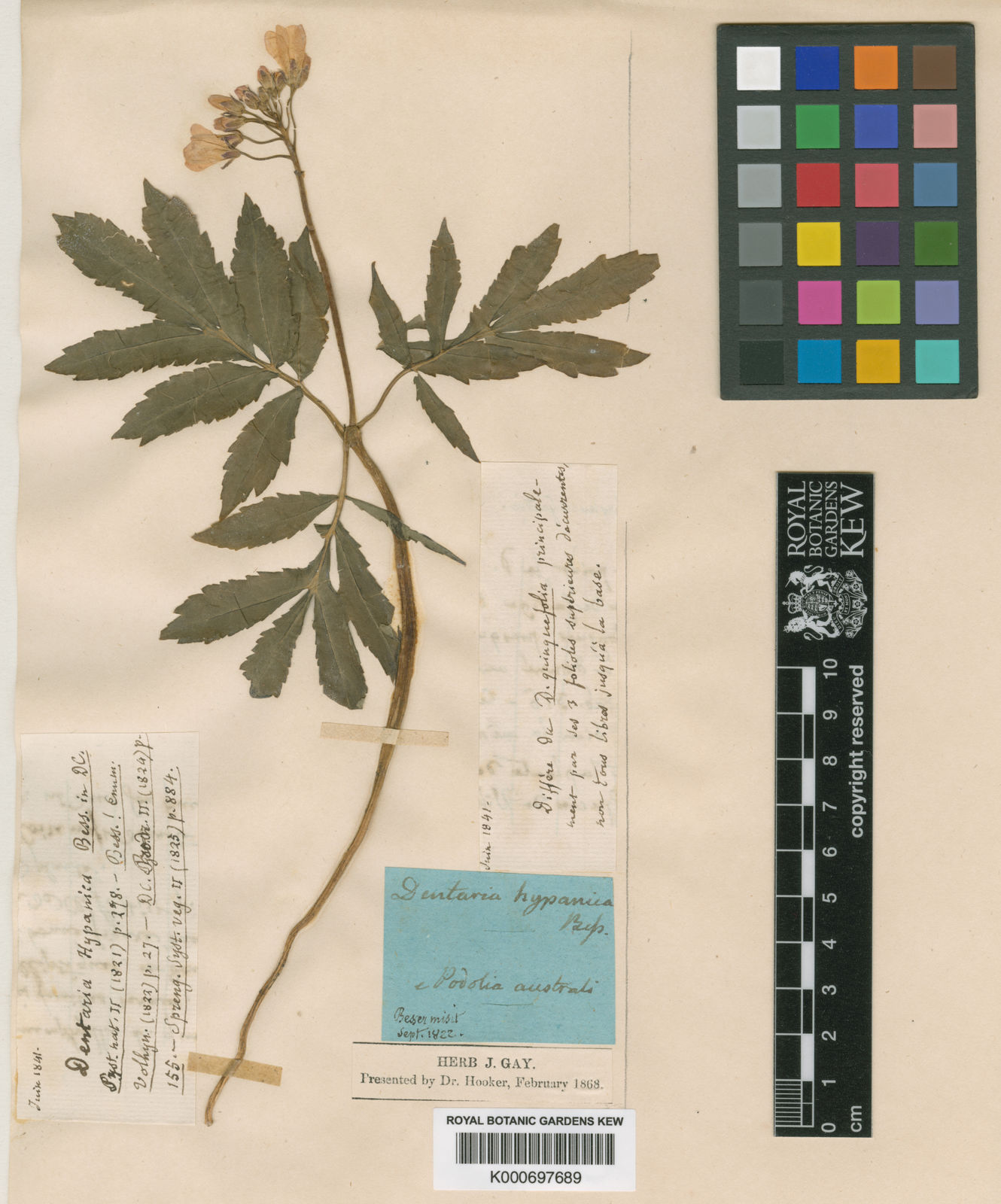 Cardamine quinquefolia