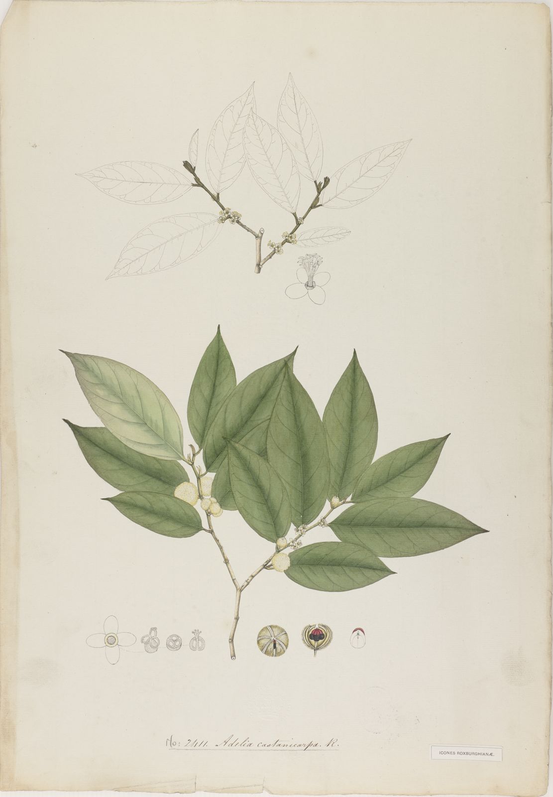 Chaetocarpus castanocarpus