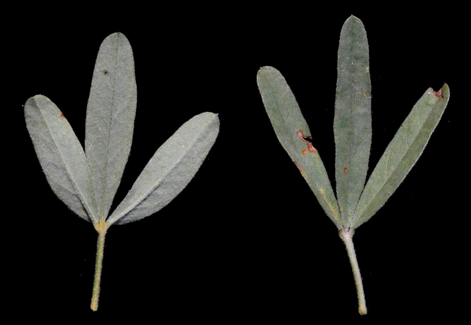 Crotalaria podocarpa