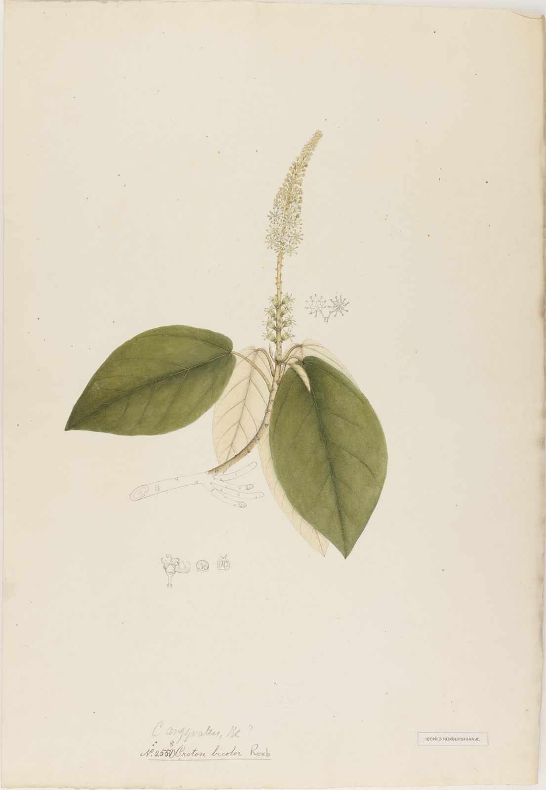 Croton argyratus