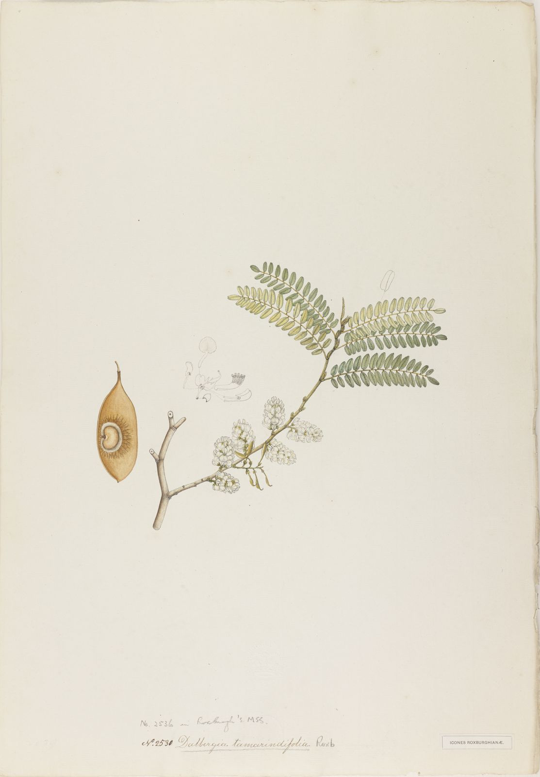 Dalbergia pinnata