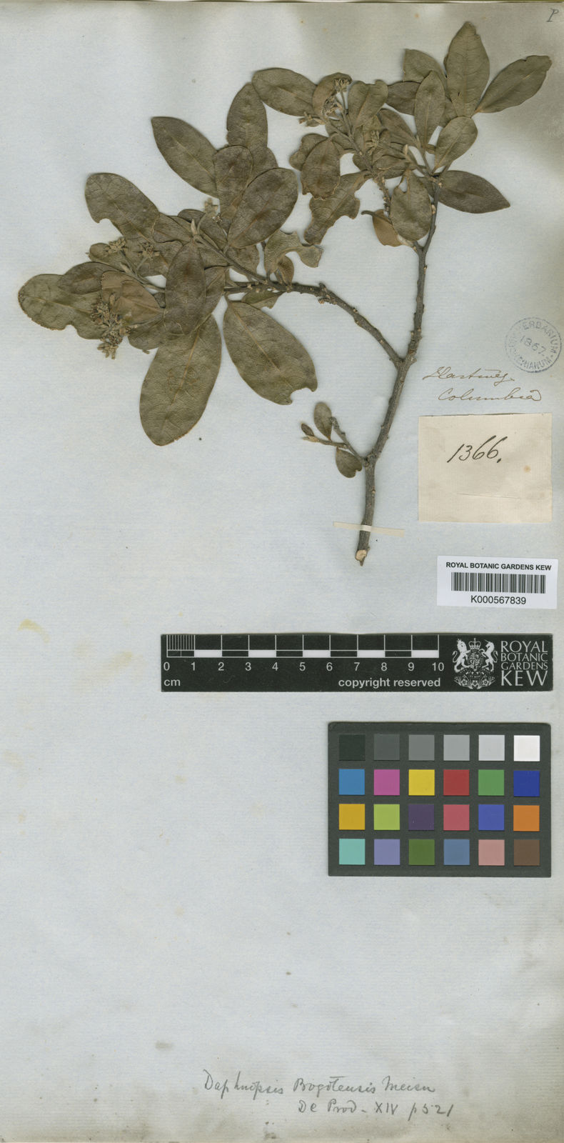 Daphnopsis caracasana