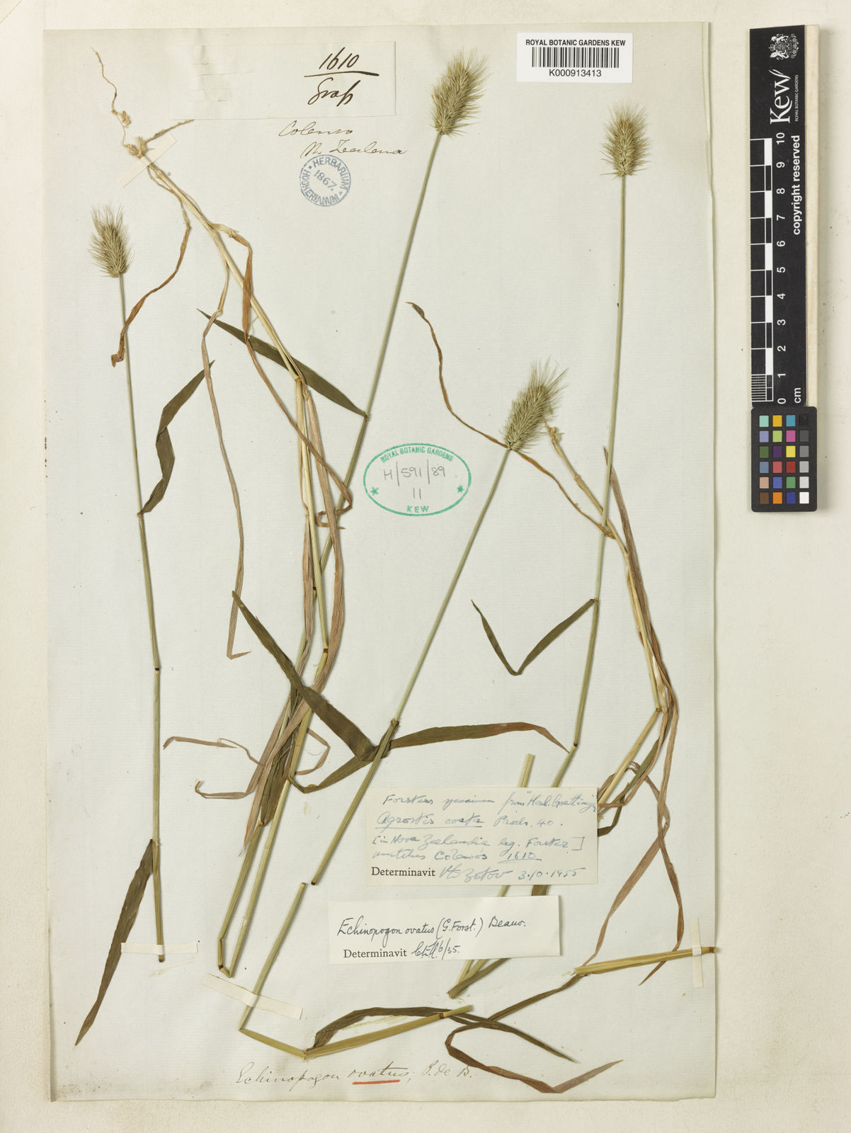 Echinopogon ovatus