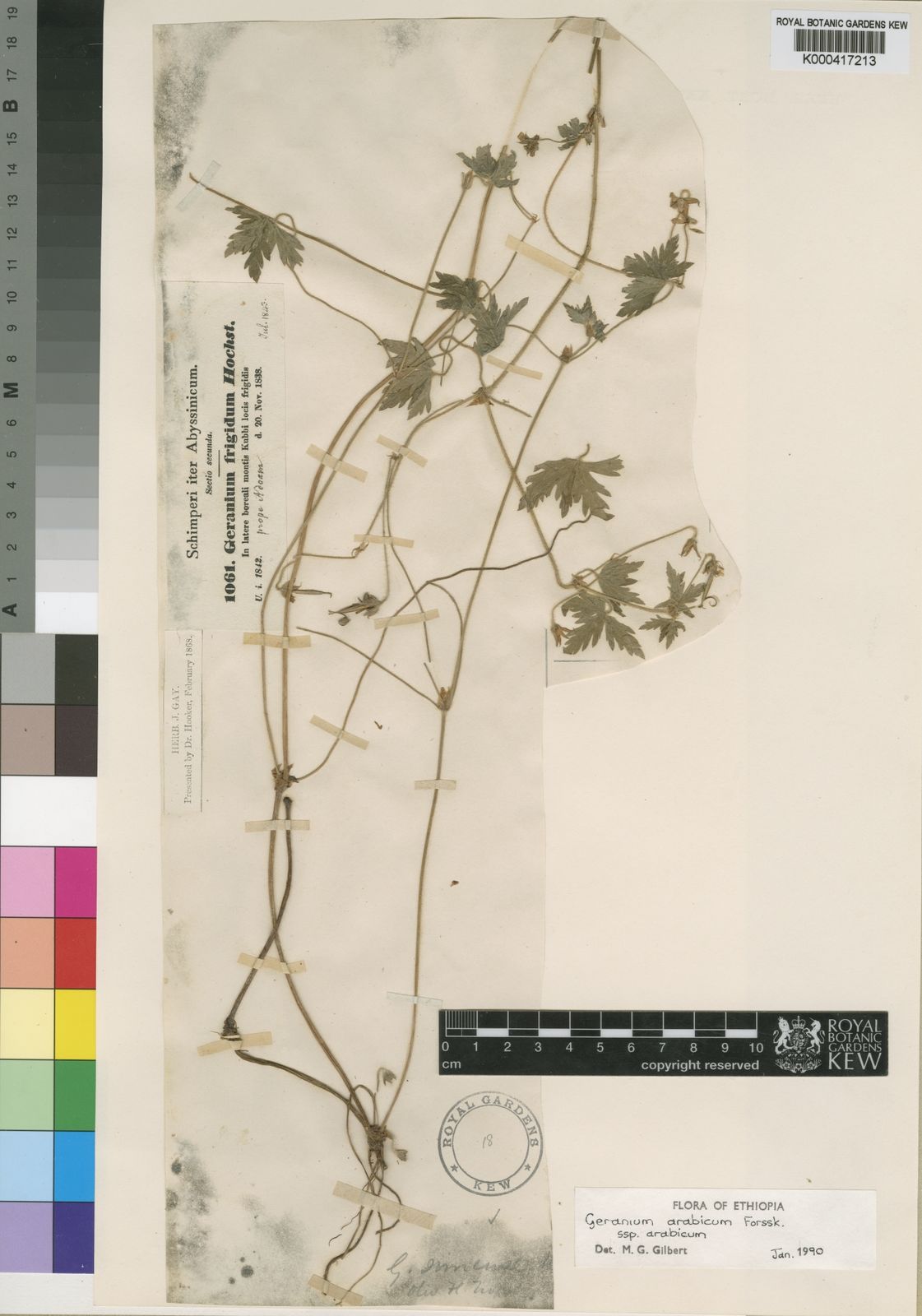 Geranium arabicum
