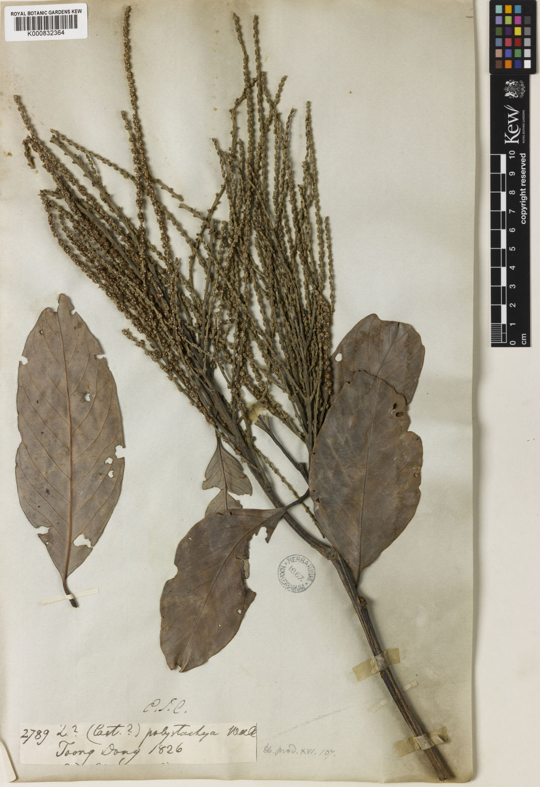 Lithocarpus polystachyus
