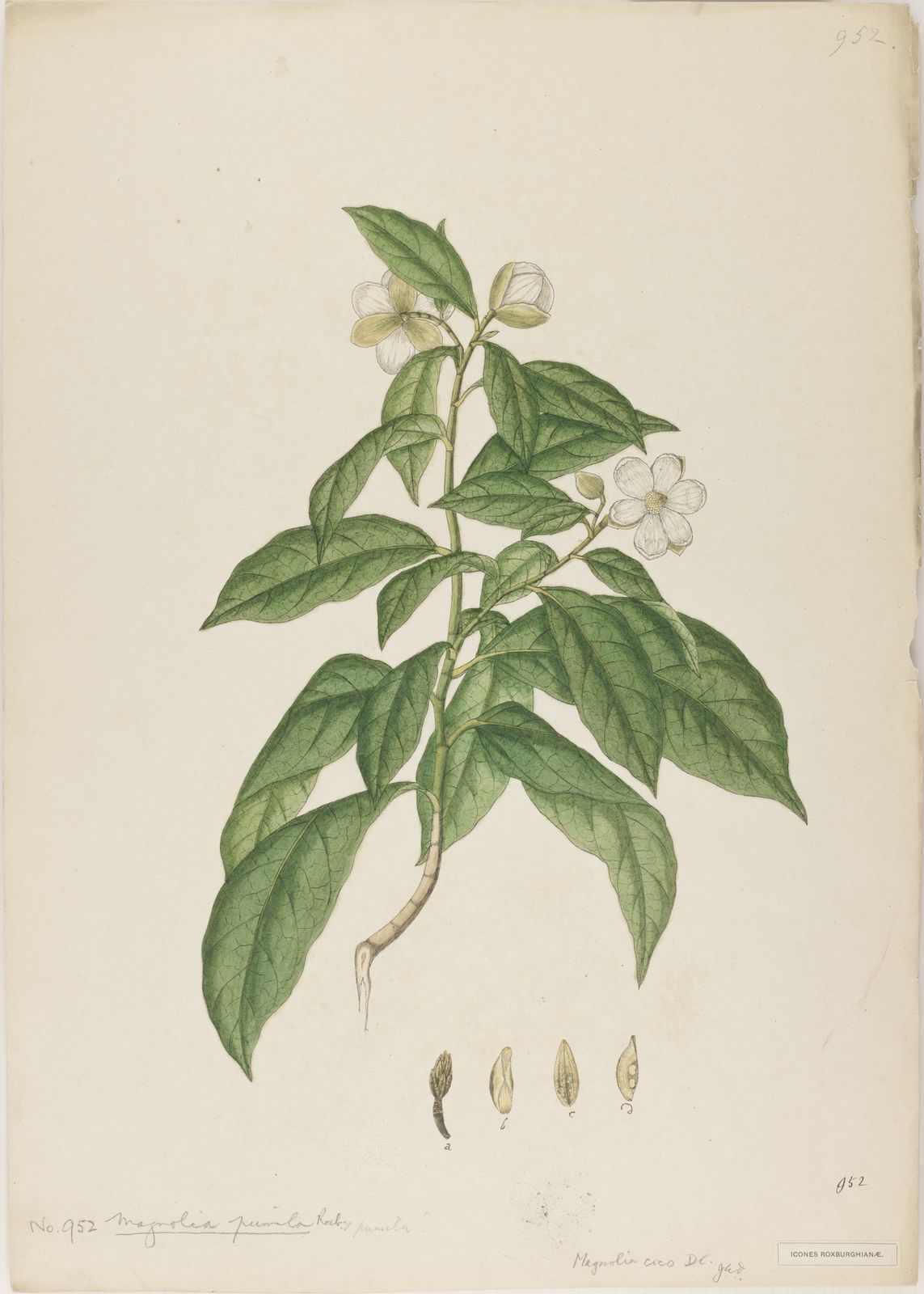 Magnolia liliifera