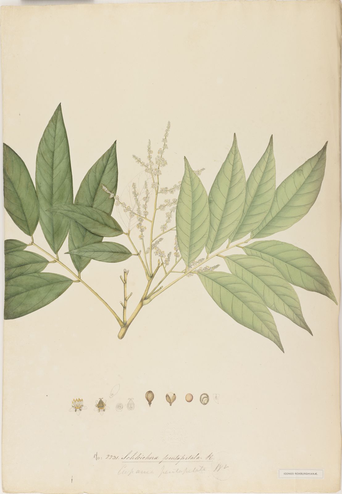 Mischocarpus pentapetalus