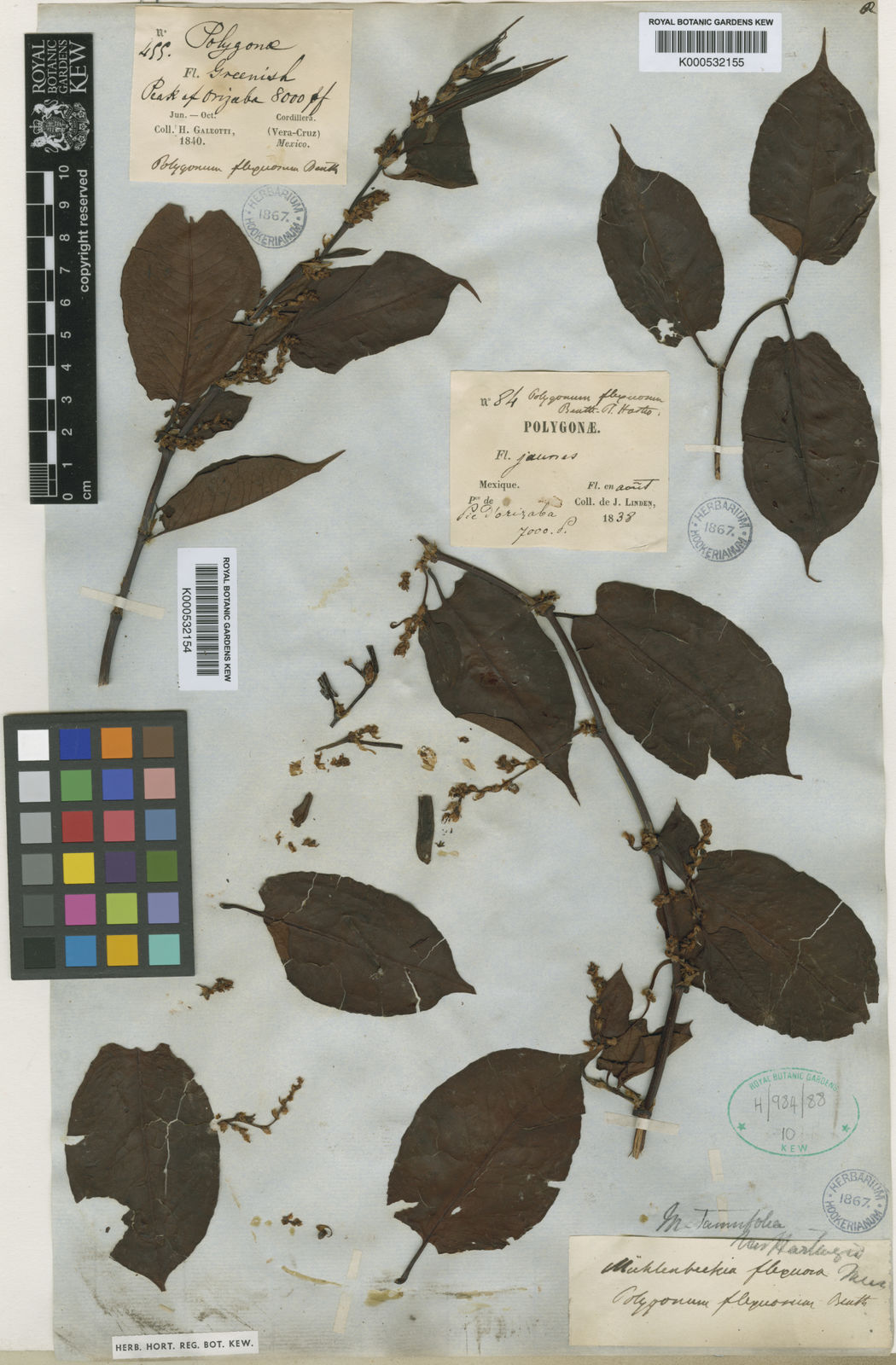 Muehlenbeckia tamnifolia