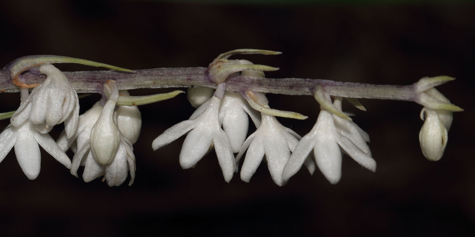 Ophiopogon intermedius