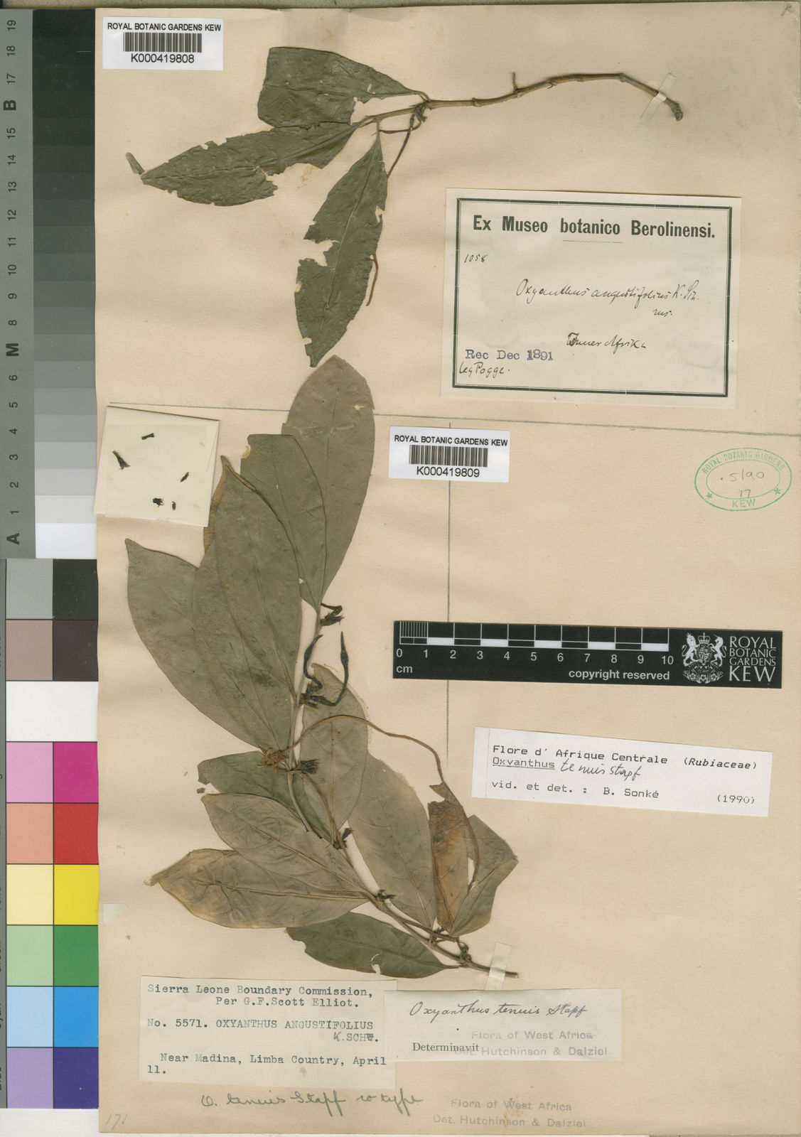 Oxyanthus subpunctatus