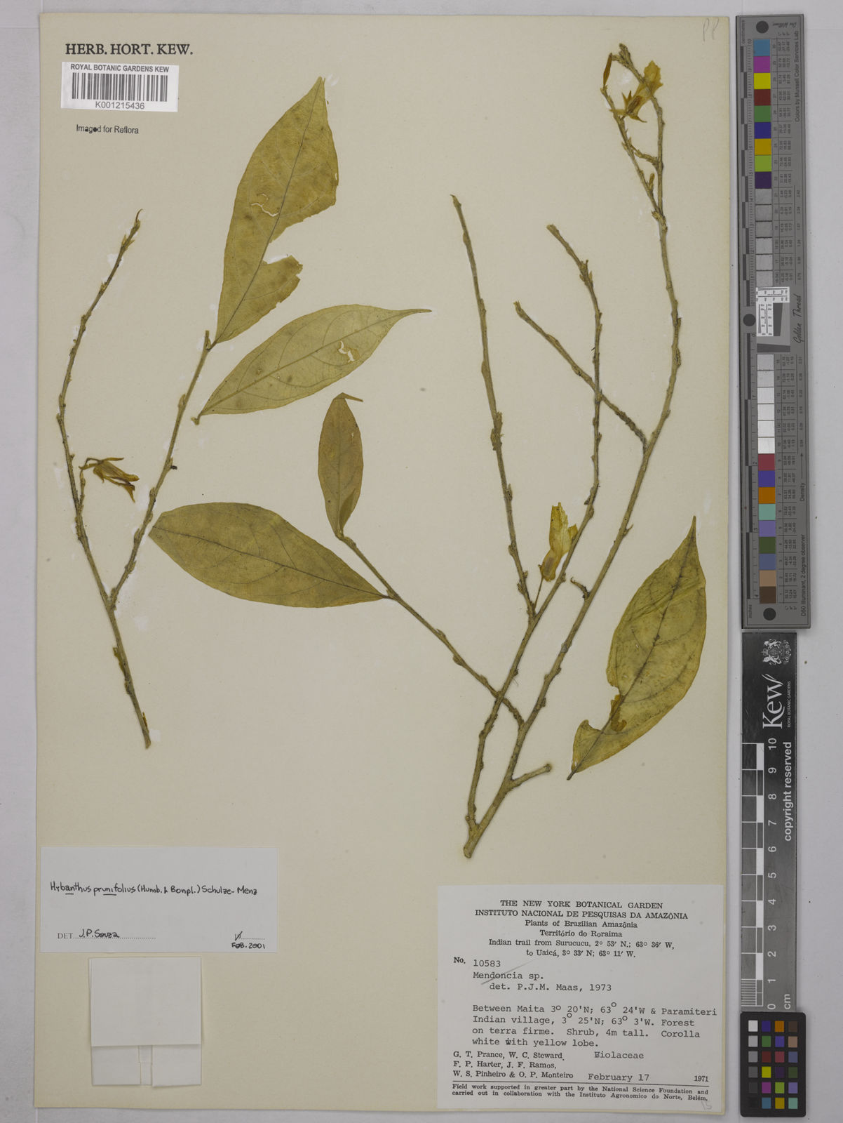 Pombalia prunifolia