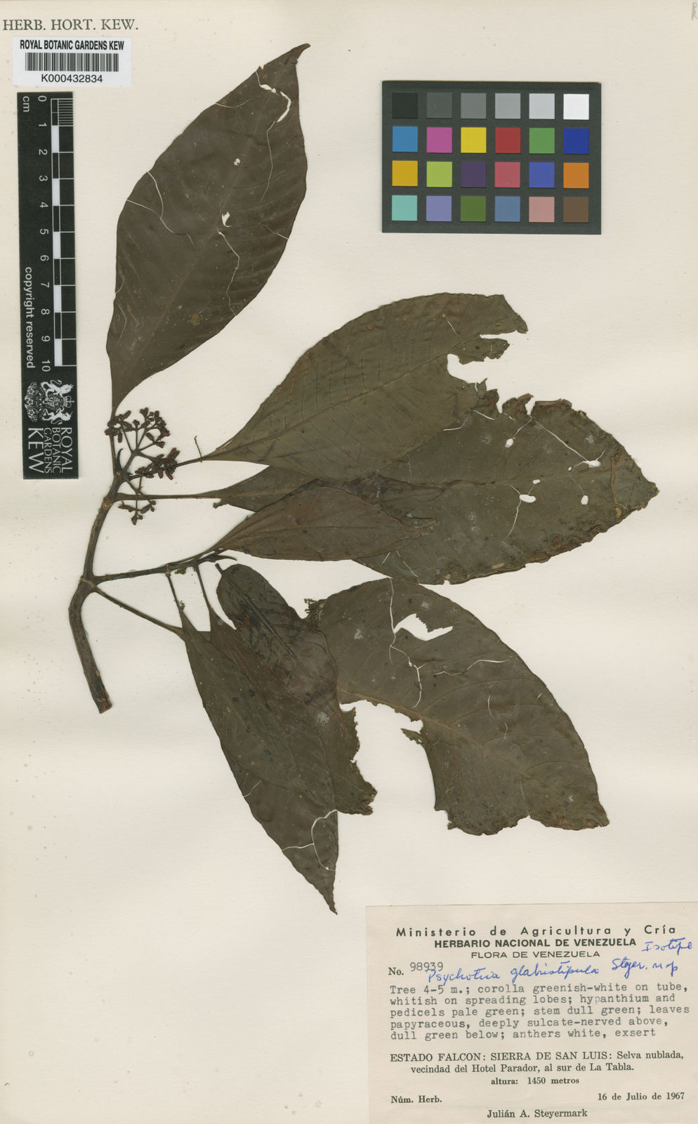 Psychotria trichotoma