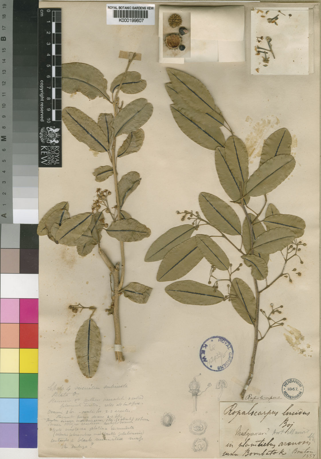 Rhopalocarpus lucidus