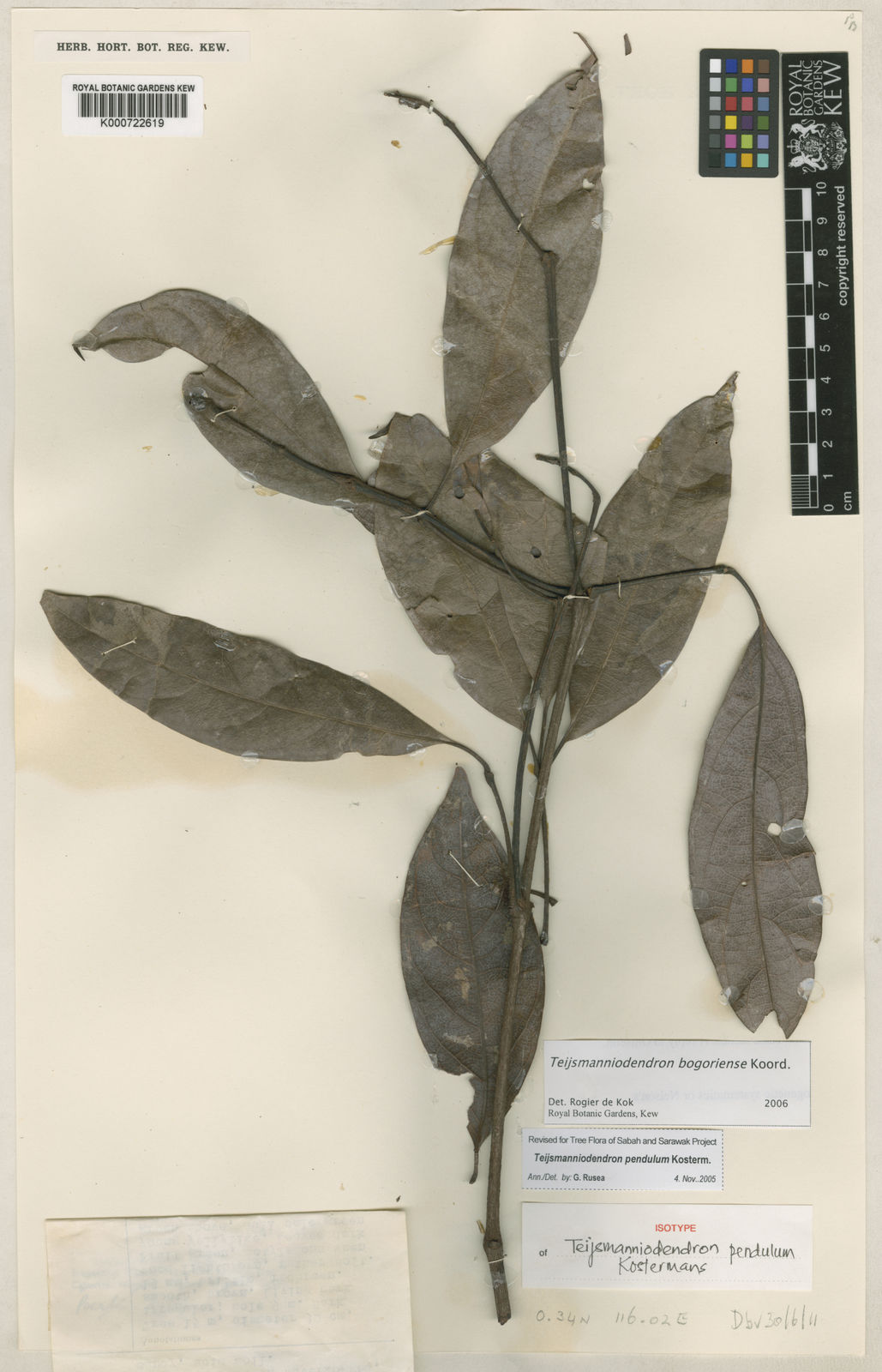 Teijsmanniodendron bogoriense