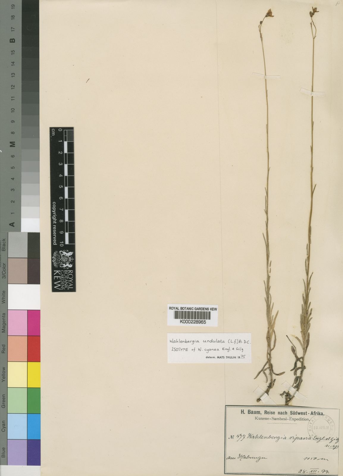 Wahlenbergia undulata